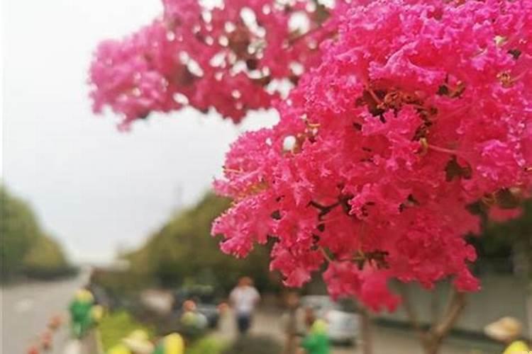 紫薇准还是八字实用