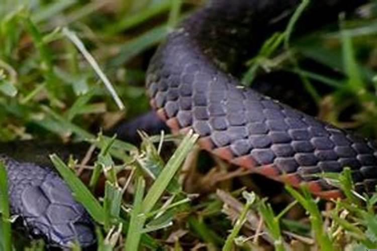 梦见两条黑蛇是什么意思女人