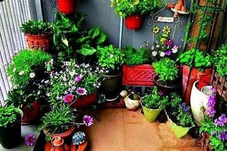 房子的南边种什么植物