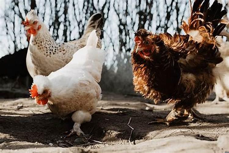 属鸡几月份的是苦命