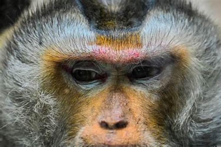 属猴人的优点是什么