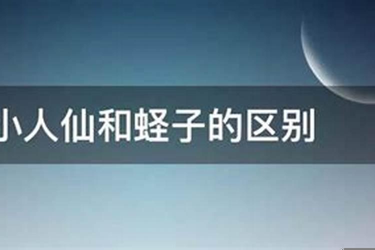 小人仙和蛏子的区别