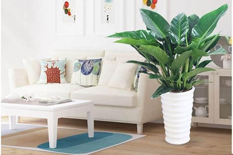 客厅放高大的绿植好吗