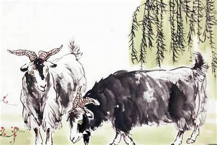 八七属兔人的婚配