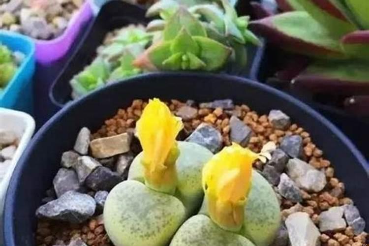 房子的南边种什么植物