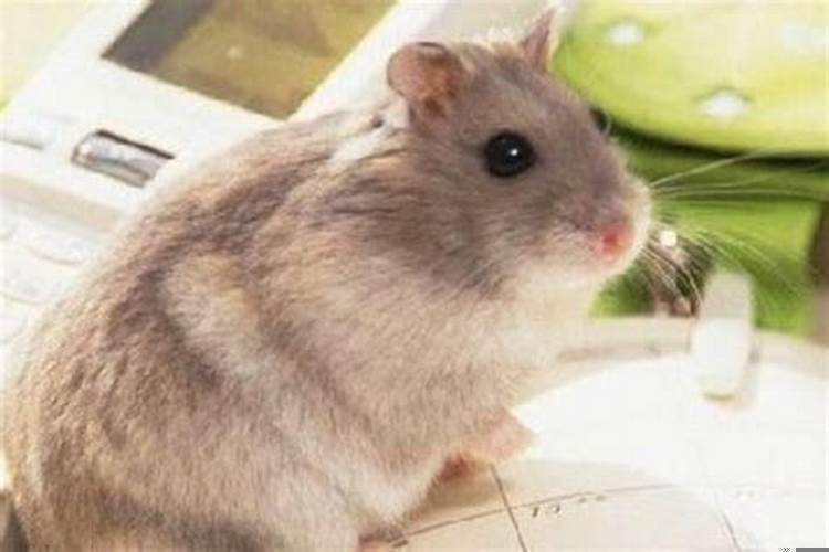 梦见老鼠是有什么征兆被别人打死