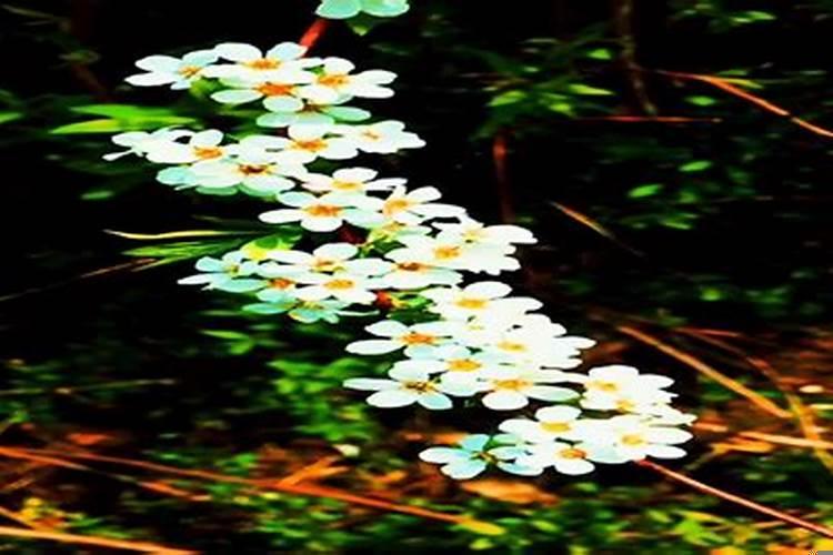 你做梦会梦到什么