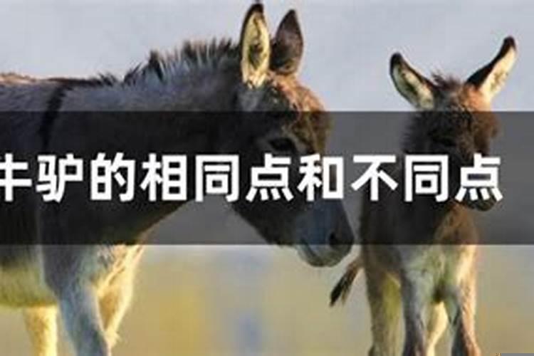 马和牛的相同之处都有哪些方面