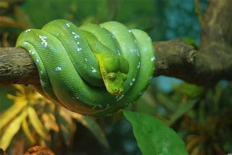 怀孕了做梦梦到蛇是男孩女孩