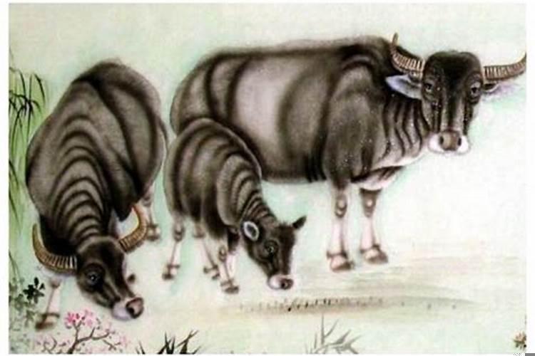 哪几个属相比较好