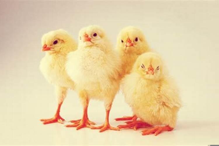 石榴木命的男人和石榴木女人配吗