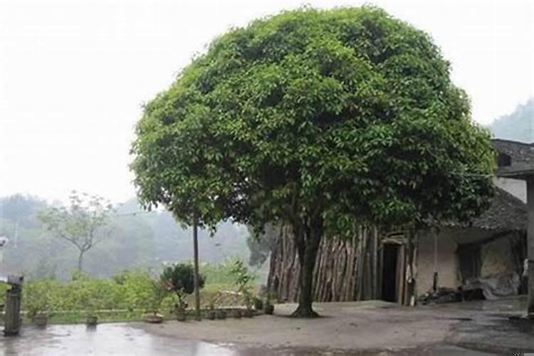 一棵树正对商铺门中间怎么破