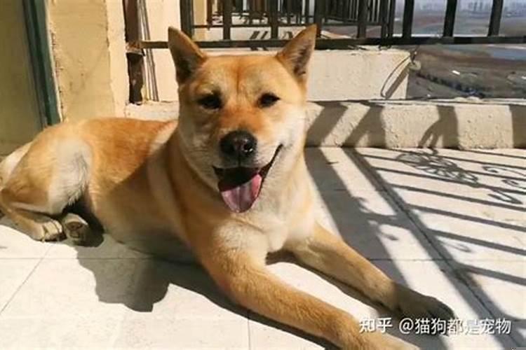 狗对主人最忠诚是什么生肖