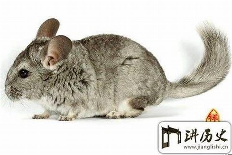 男属鼠女羊婚姻相配吗