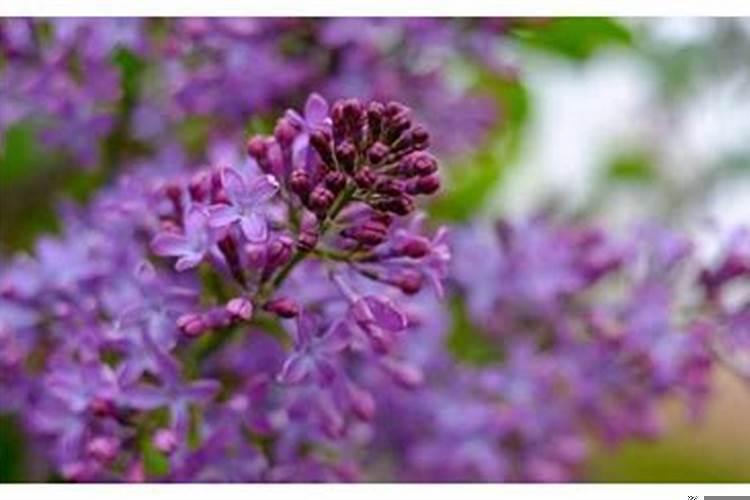 这三个生肖女注定皇后命