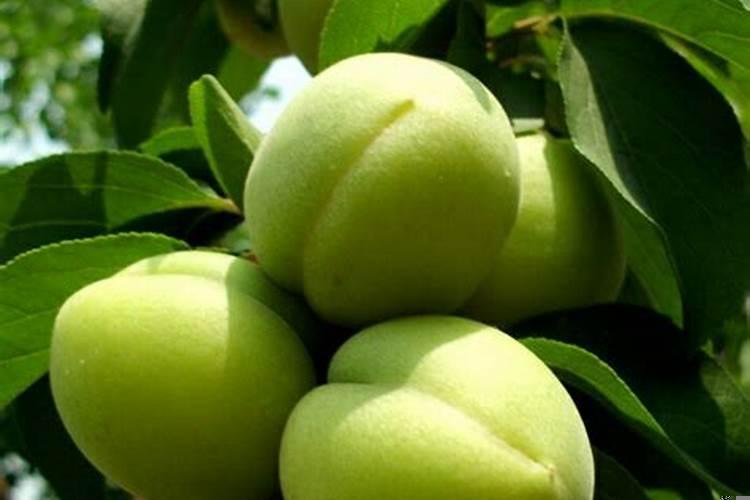 孕妇梦见杏子是什么意思