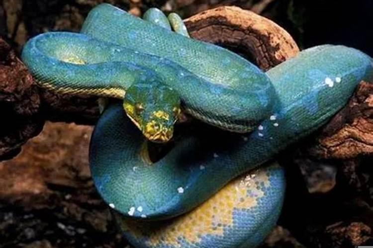 怀孕了做梦梦到蛇是男孩女孩