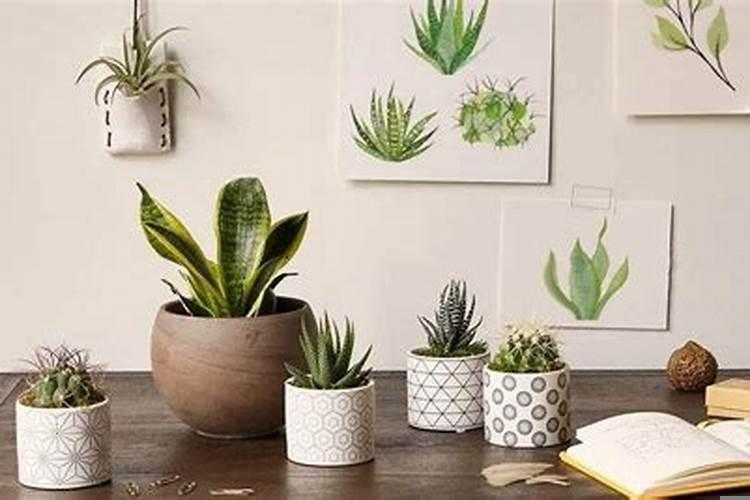 卧室门前摆放盆栽植物好不好看