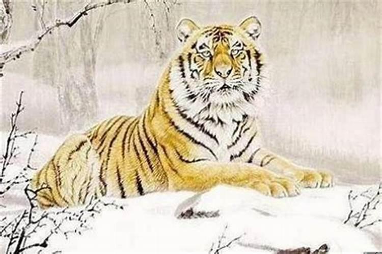 属虎的人2022年的运势如何