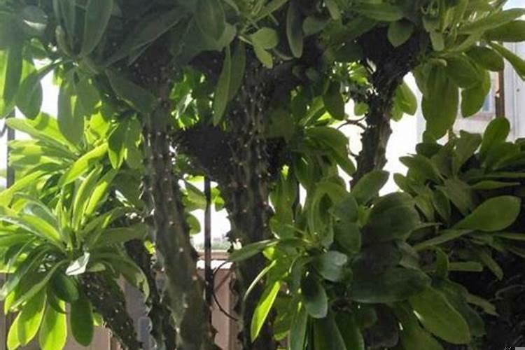 室内养麒麟树是什么风水