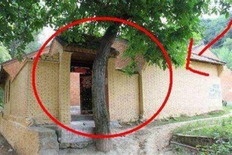 一棵树正对商铺门中间怎么破