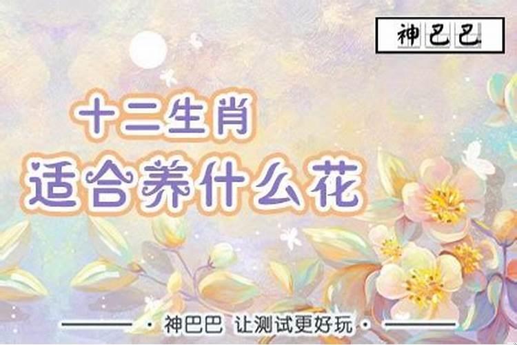 十二生肖适合什么花