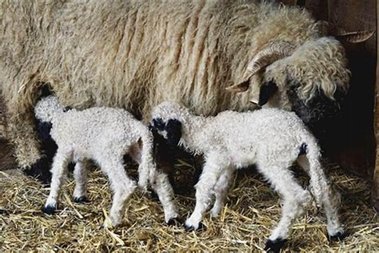 梦见小羊是什么意思?