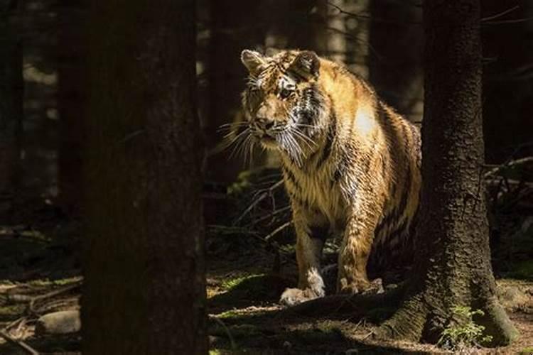 1986属虎的财运和运气