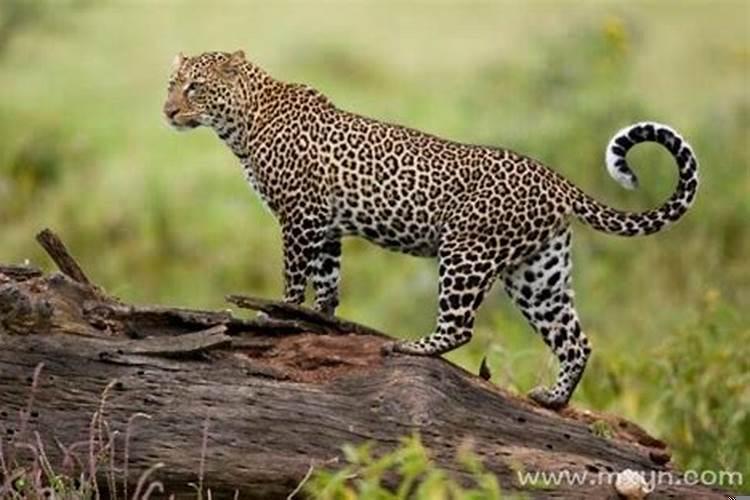 梦见亲戚想睡我