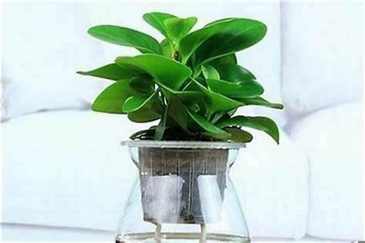 屋里放什么招财，聚财