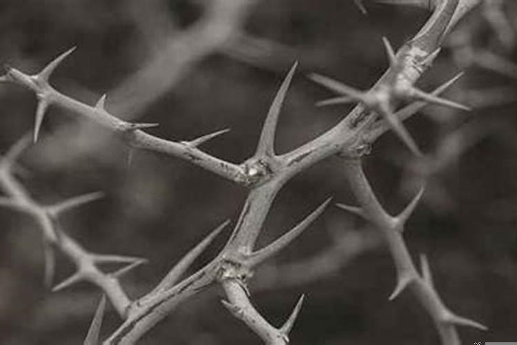 搬入新房子选什么日子