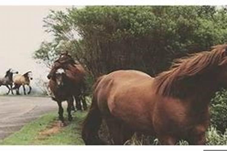 90马和92鸡的婚姻如何