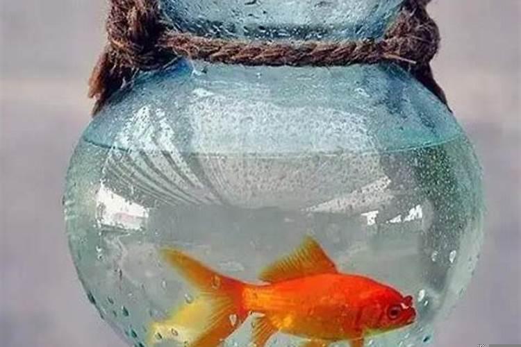 梦见鱼缸破了个洞漏水但鱼活着