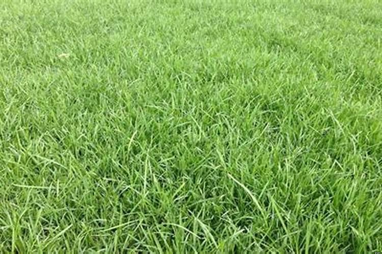 坟地周围种草坪好吗