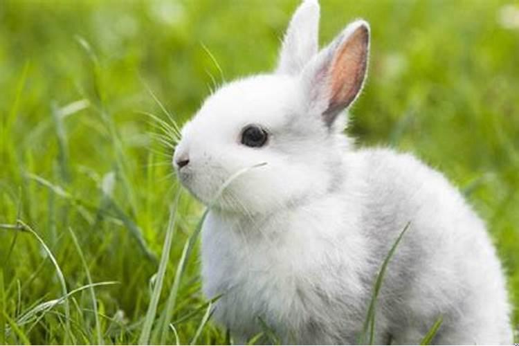 摩羯座专属宠物是什么意思