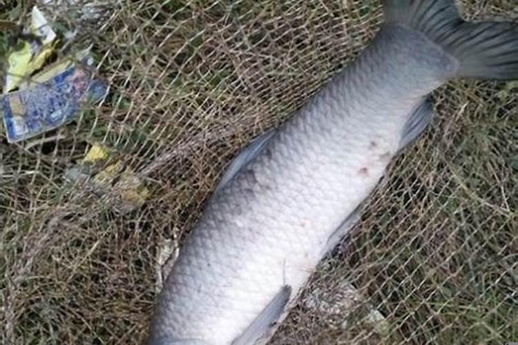 黑坑放的青鱼怎么钓鱼