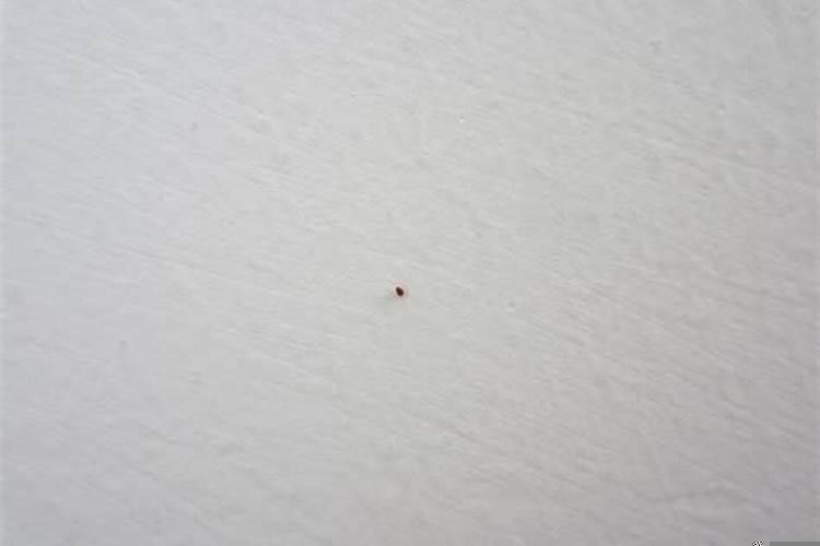 家里有红红的小虫子