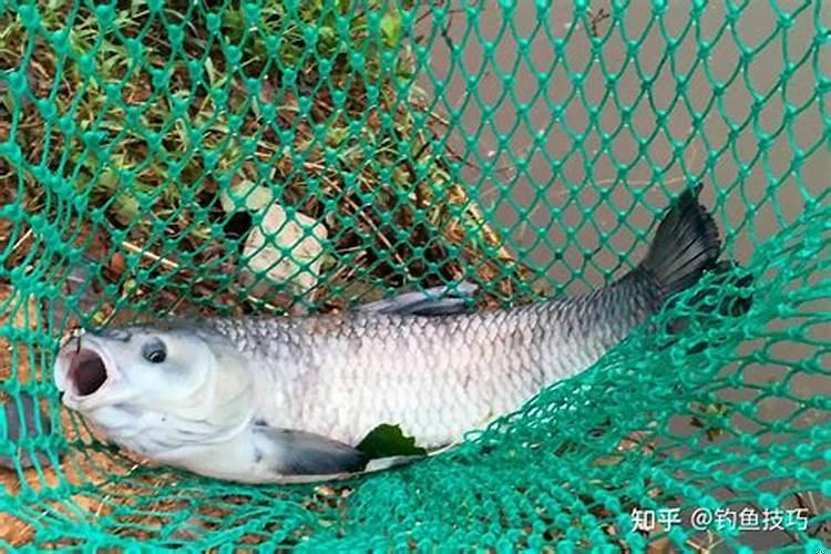 黑坑放的青鱼怎么钓鱼