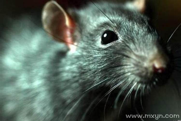 梦见很多很大的老鼠是什么意思啊