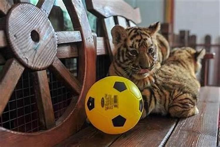 男属牛跟女属虎的相配吗