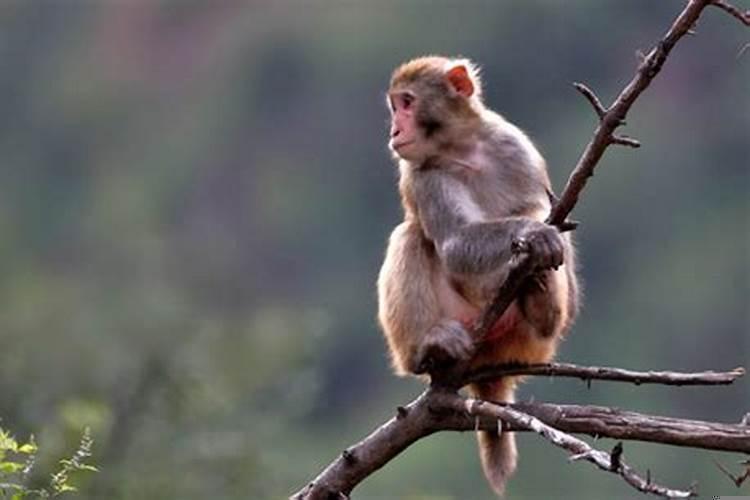 女属虎婚姻配什么生肖好