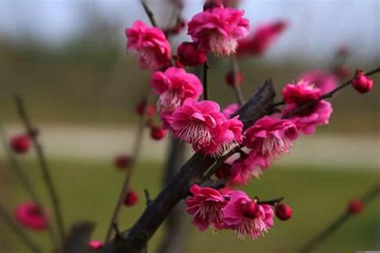 八字和紫薇的五行不一样