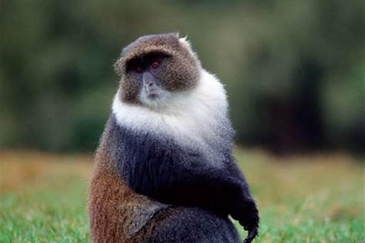 属猴1992年的女孩财运