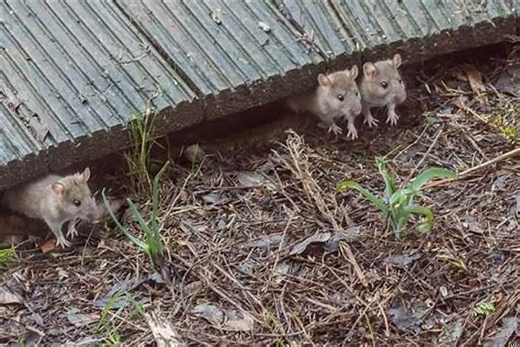 梦见很多很大的老鼠是什么意思啊