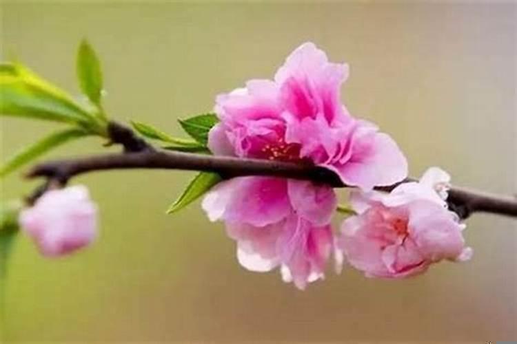 属鸡的桃花运在哪个方向