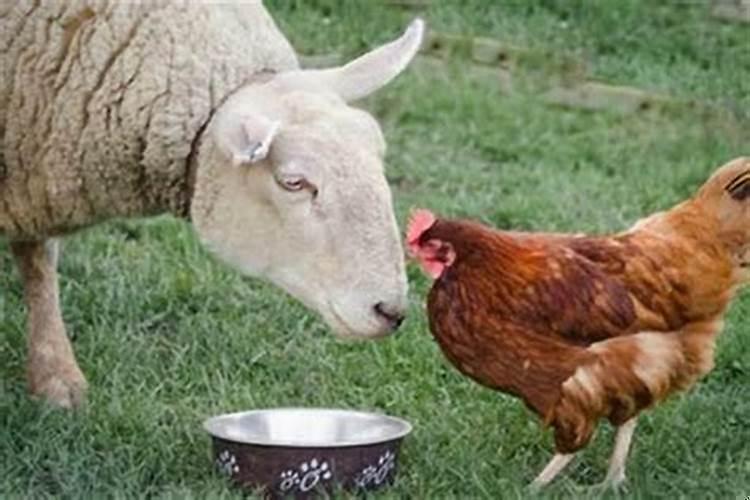 90马和92鸡的婚姻如何