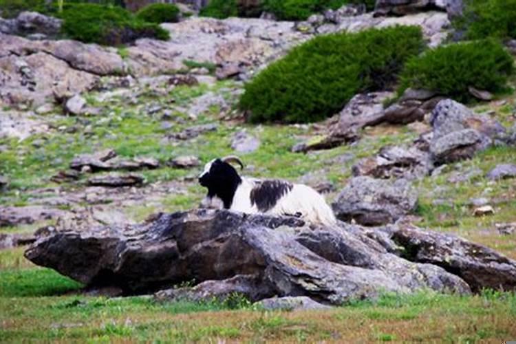 羊为什么那么老实