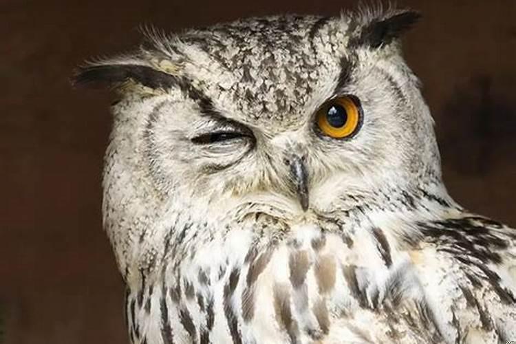 夫妻宫七杀什么意思