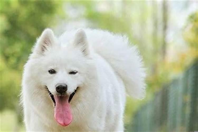 摩羯座专属宠物是什么意思