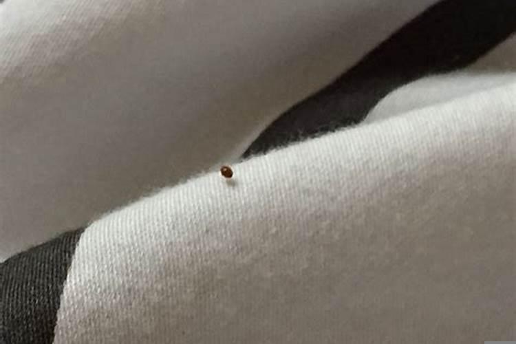 家里有红红的小虫子